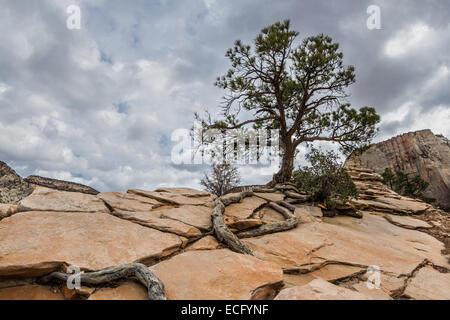 alone tree with long roots growing on  rocky arid terrain on top of a mountain in Zion nations Park Stock Photo