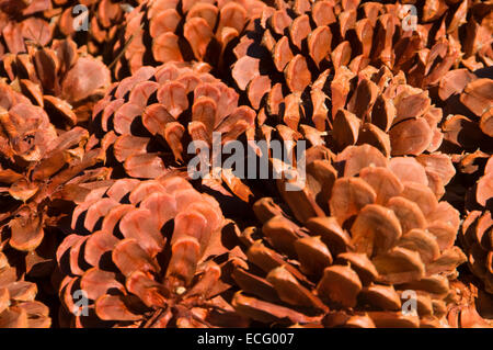 Jeffrey pine (Pinus jeffreyi) cones along The Needles Lookout Trail, Sequoia National Monument, California Stock Photo