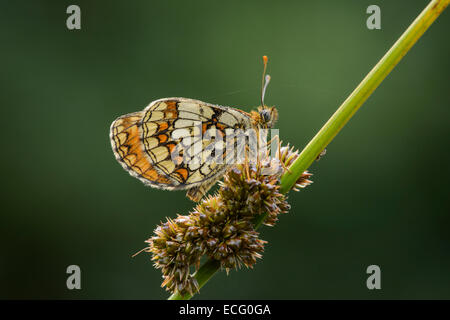 Heath Fritillary (Melitaea athalia). Blean Woods, Kent, UK. Stock Photo