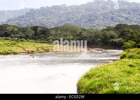American crocodiles (Crocodylus acutus) in the Tarcoles River, Costa Rica Stock Photo