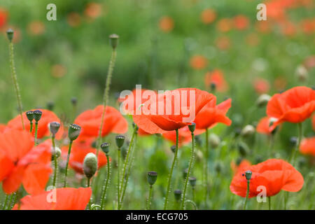 Papaver rhoeas. Poppies  growing on the edge of a children's play area. Stock Photo