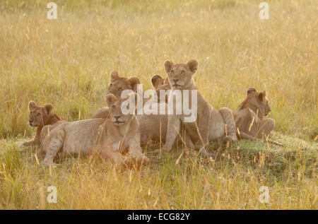 Lions cubs of the Marsh Pride, Masai Mara, Kenya Stock Photo