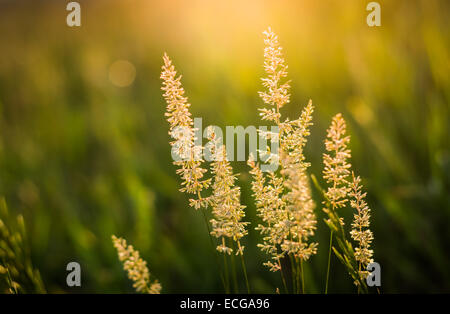 Sun Lit Tall Wild Grass Stalks Growing Stock Photo