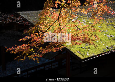 Early morning mist rising off a moss roof in Takao, Kyoto, Japan. Stock Photo