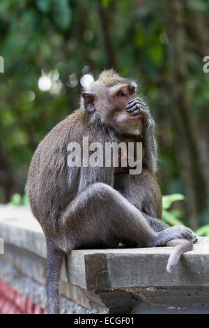 Langschwanz Makaken, long-tailed macaques,  Macaca fascicularis, Bali, mother and baby sitting on temple wall Stock Photo