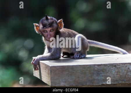 Langschwanz Makaken, long-tailed macaques,  Macaca fascicularis, Bali, baby sitting on temple wall Stock Photo