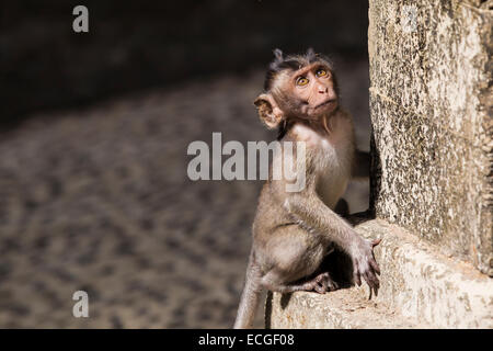 Langschwanz Makaken, long-tailed macaques,  Macaca fascicularis, Bali, juvenile at temple wall Stock Photo