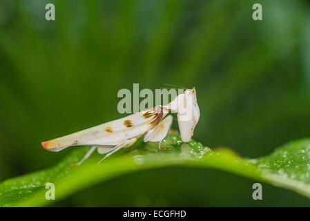 An Orchid Mantis looking for food Stock Photo