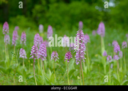 Purpurknabenkraut, Orchis purpurea, Lady Orchid Stock Photo