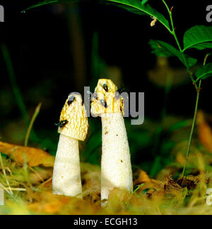 Common stinkhorn (Phallus impudicus) mushroom  with Blowflies on the cap or pileo. This mushroom has, on the cap, a substance Stock Photo