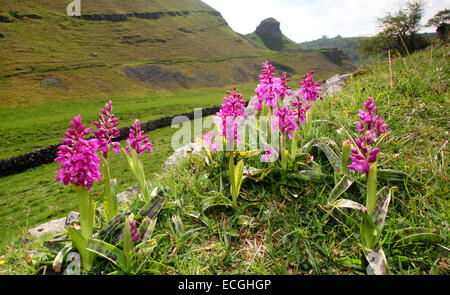 Early purple orchids (orchis mascula) growing on a hillside in Cressbrook Dale, Peak District National Park, Derbyshire, UK Stock Photo