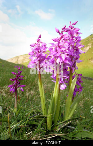 Early purple orchids (orchis mascula) growing on a hillside in Cressbrook Dale, Peak District National Park, Derbyshire, UK Stock Photo