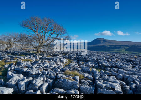 Afternoon sunlight on the Limestone Pavement at Twistleton Scar, Yorkshire Dales, England, UK Stock Photo