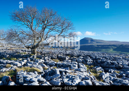 Afternoon sunlight on the Limestone Pavement at Twistleton Scar, Yorkshire Dales, England, UK Stock Photo