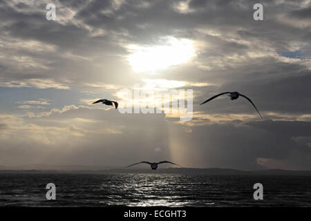 Solent, Hampshire, UK. 14th Dec, 2014. Lepe on the Solent, Hampshire, UK. Three seagulls fly over the stormy waters of the Solent held up by the strong winds blowing along the south coast of England today. Credit:  Julia Gavin UK/Alamy Live News Stock Photo