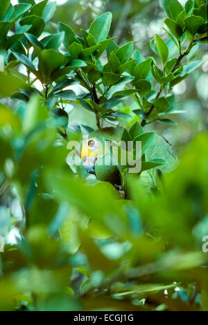 Mimicry- Yellow-Crowned Amazon (Amazona ochrocephala) camouflaged among the leaves Stock Photo