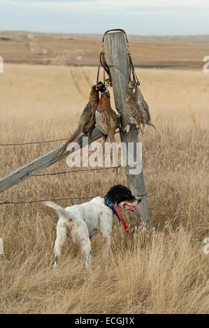 An English Setter out hunting Stock Photo