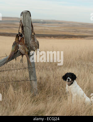 An English Setter out hunting Stock Photo
