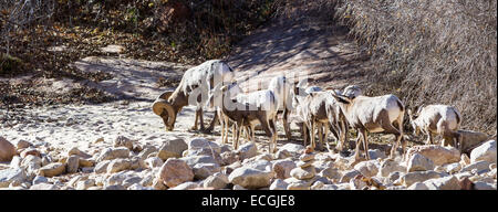 young group of bighorn sheep in Zion National Park, Utah Stock Photo