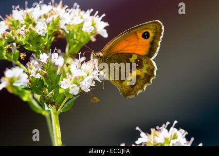 Backlit female Gatekeeper butterfly, Pyronia tithonus, feeding on marjoram Stock Photo