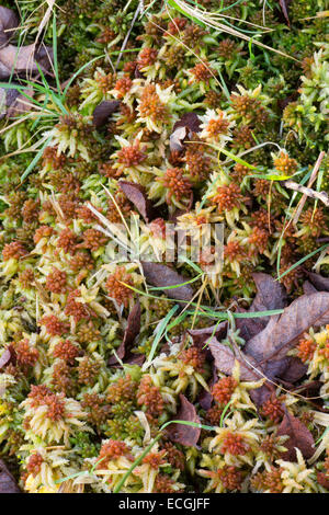 Peat moss, Sphagnum palustre, growing in wet ground in a Dartmoor conifer wood alongside Drake's leat Stock Photo