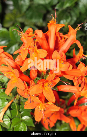 Bright flowers of the sub-tropical cape honeysuckle, Tecoma capensis Stock Photo