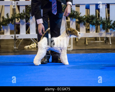 Birmingham, UK. 14th Dec, 2014. LKA Championship Dog Show at the NEC where dogs are judged to become best in show Credit:  steven roe/Alamy Live News Stock Photo