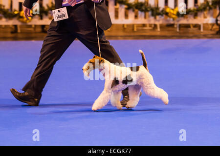 Birmingham, UK. 14th Dec, 2014. LKA Championship Dog Show at the NEC where dogs are judged to become best in show Credit:  steven roe/Alamy Live News Stock Photo