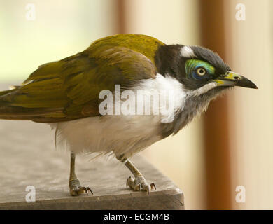 Young Australian blue-faced honeyeater, Entomyzon cyanotis, in the wild, on edge of picnic table, against pale green background Stock Photo