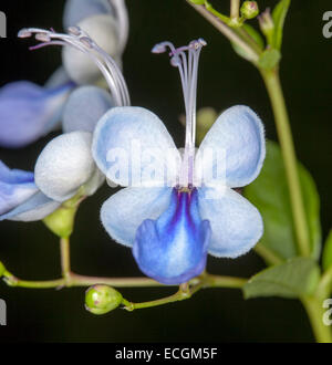 Unusual & beautiful blue flower of Clerodendrum ugandense , Butterfly bush, with buds & leaf against black background Stock Photo