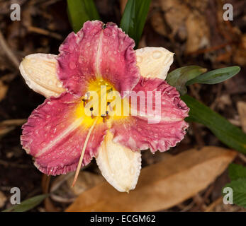 Spectacular bright red & cream daylily flower 'Roses in Snow', with yellow throat & raindrops on petals against dark background Stock Photo
