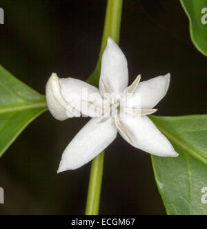 Single white flower surrounded by fragments of emerald leaves  of coffee tree, Coffee arabica, against black background Stock Photo