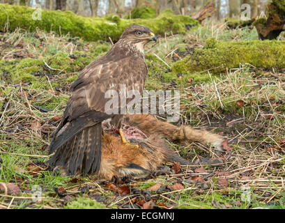 Buzzard on road kill Stock Photo