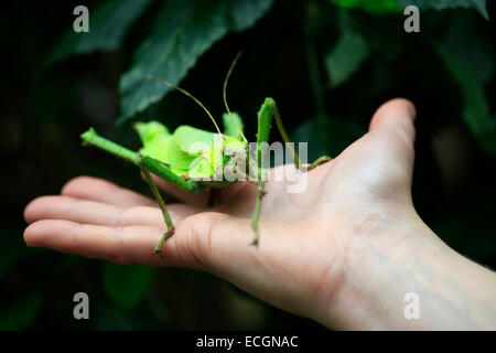 Female Malaysian Jungle Nymph as a pet on a person's hand. This walking stick insect is said to be one of the largest insects in Stock Photo