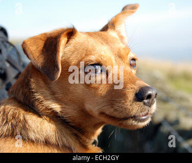 Patterdale terrier Stock Photo