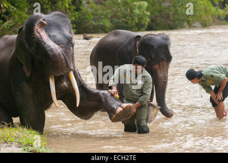 Park rangers bathing elephants at an elephant camp managed by Conservation Response Unit (CRU)--Gunung Leuser National Park, in Tangkahan, Indonesia. Stock Photo