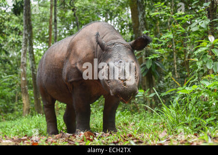 Bina, a Sumatran rhinoceros live in captivity in Way Kambas National