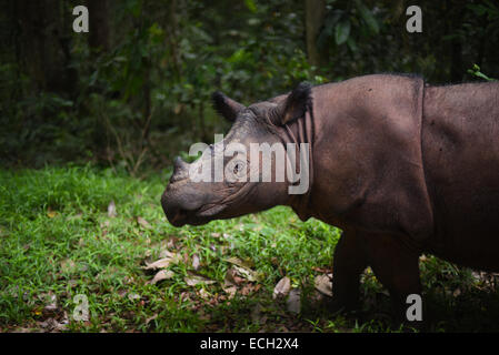 Bina, a Sumatran rhinoceros live in captivity in Way Kambas National Park, Sumatra, Indonesia. Stock Photo