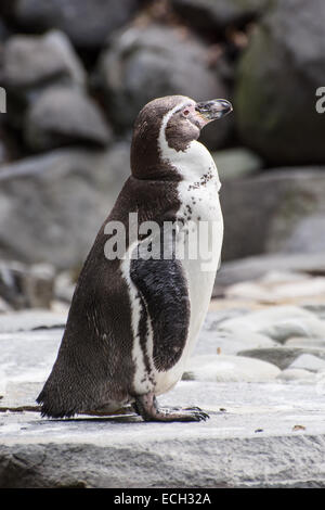 The Humboldt penguin (Spheniscus humboldti), also termed Peruvian penguin or Patranca. Stock Photo