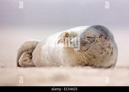 Grey seal (Halichoerus grypus), young, Heligoland, Schleswig-Holstein, Germany Stock Photo