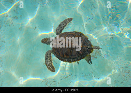 White Turtle (Chelonia mydas mydas) at Turtle nursery, Xcaret, Eco-archeological park, Playa del Carmen, Quintana Roo state Stock Photo