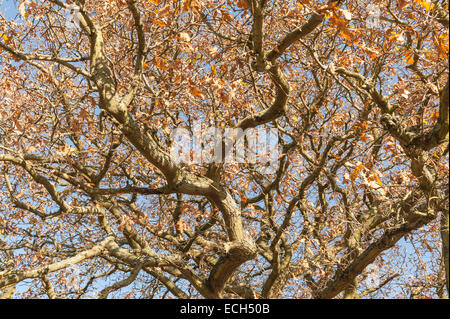 twisted tangled distorted interwoven mass of old oak branches with few autumn leaves left against blue sky Stock Photo