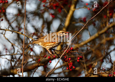 Redwing, Turdus iliacus, single bird on hawthorn berries, Warwickshire, December 2014 Stock Photo