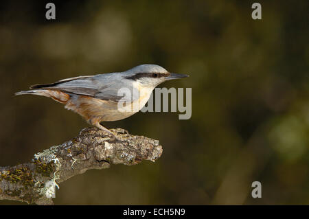 Eurasian nuthatch (Sitta europaea) Stock Photo