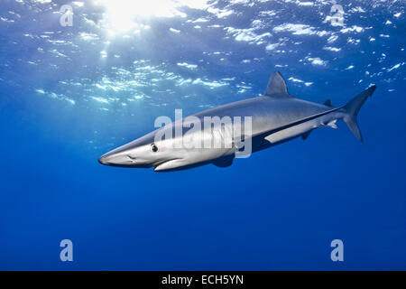 Blue shark (Prionace glauca), Azores, Portugal Stock Photo