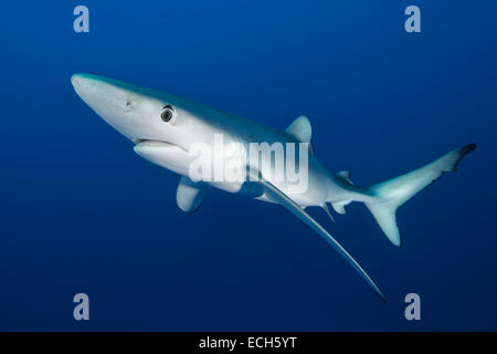 Blue shark (Prionace glauca), Azores, Portugal Stock Photo