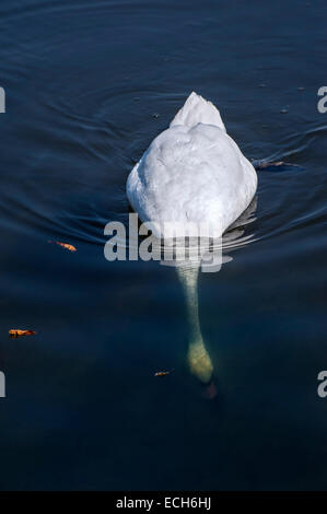 Mute Swan (Cygnus olor) dabbling, Bavaria, Germany Stock Photo