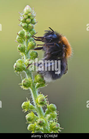 New garden bumblebee (Bombus hypnorum), Burgenland, Austria Stock Photo