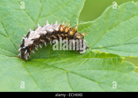 Comma (Polygonia c-album), caterpillar, Burgenland, Austria Stock Photo
