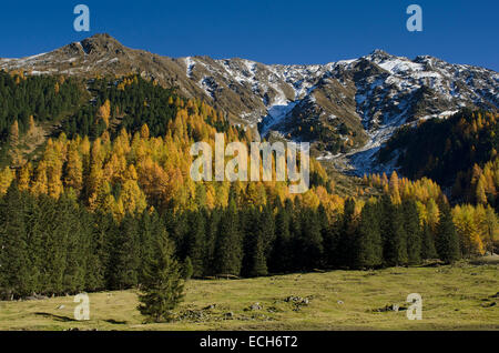 Larch forest in Sellraintal, behind Freihut, St. Sigmund Sellraintal, Tyrol, Austria Stock Photo